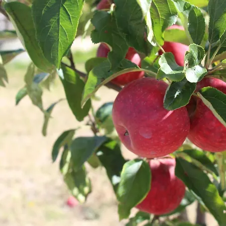 Otel Real Abadia, Congress & 4*